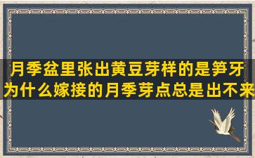 月季盆里张出黄豆芽样的是笋牙 为什么嫁接的月季芽点总是出不来